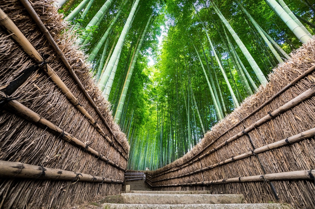 Bambouseraie d’Arashiyama